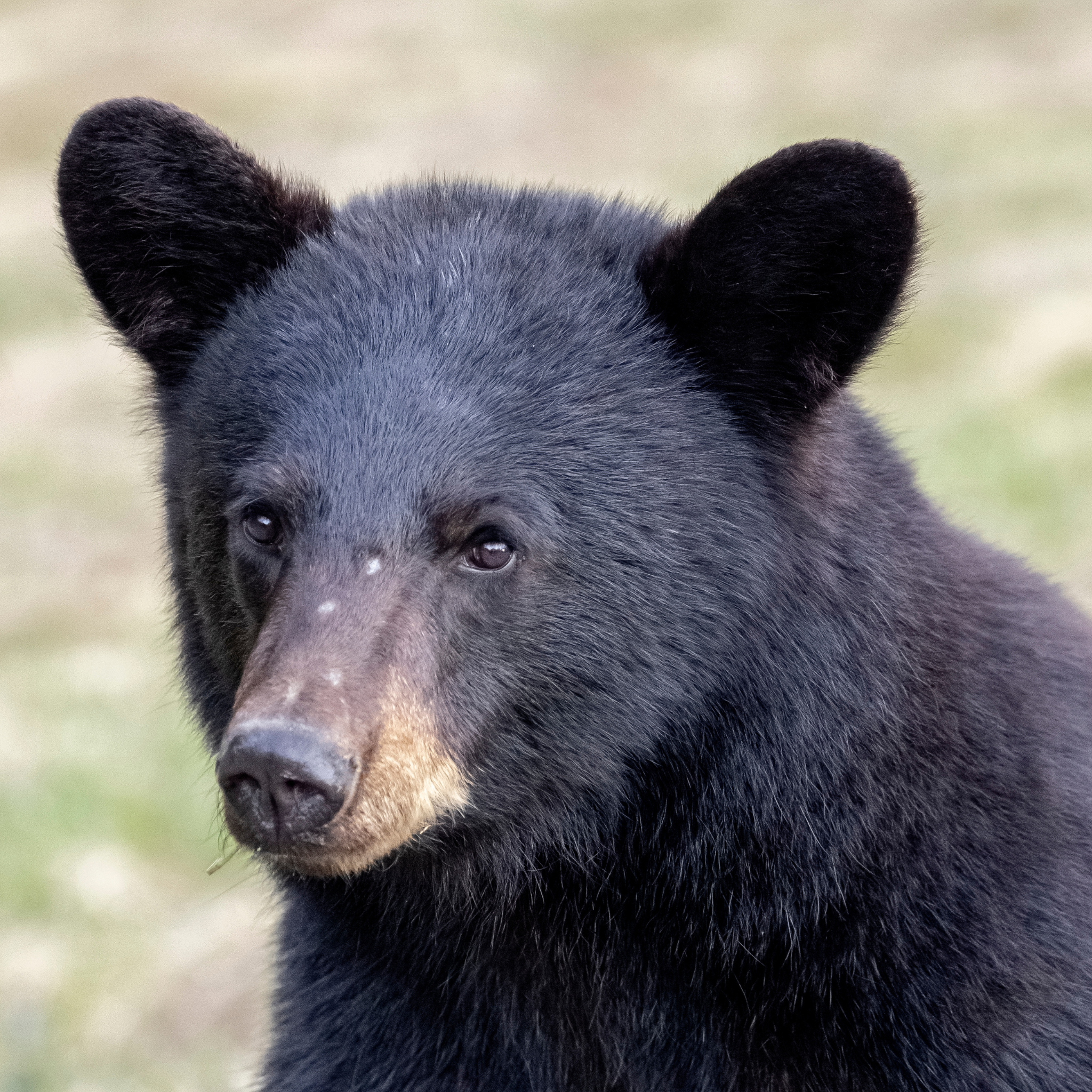 Budding Artists Second Place