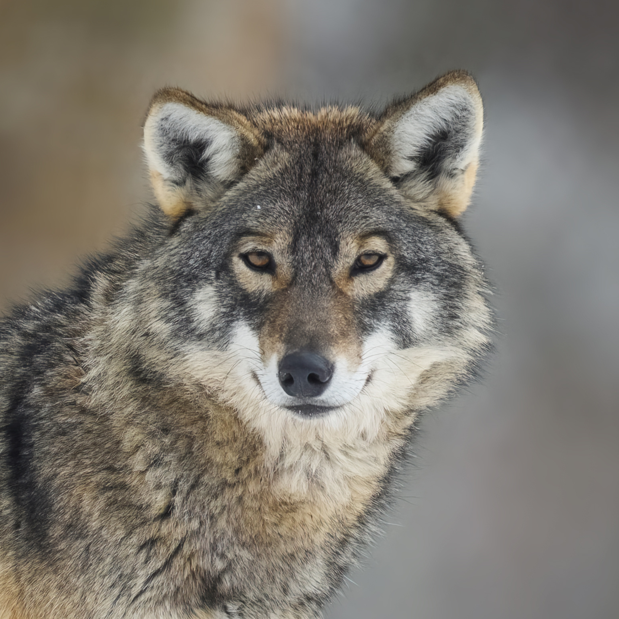 Budding Artists Second Place