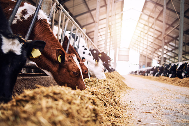 Bureau of Land Management Seeks Input on Feasibility of Dairy Farms and Ranches Capable of Holding Additional Cattle Post-Wildfire