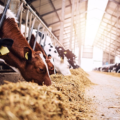 Bureau of Land Management Seeks Input on Feasibility of Dairy Farms and Ranches Capable of Holding Additional Cattle Post-Wildfire