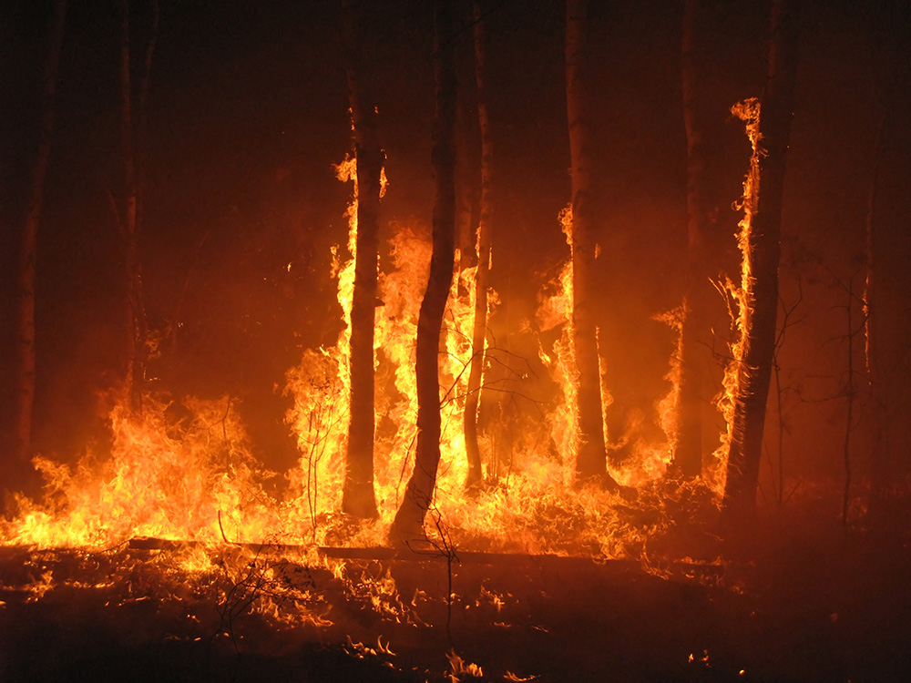Wildfire Mitigation Bills Advance in Legislature