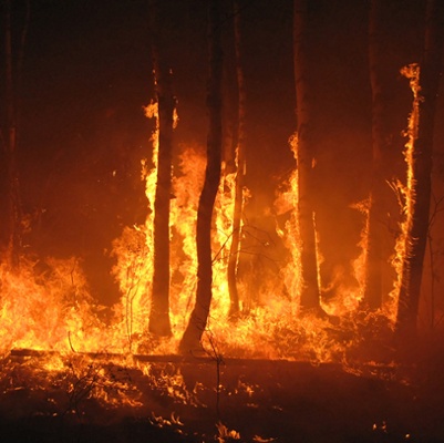 Wildfire Mitigation Bills Advance in Legislature