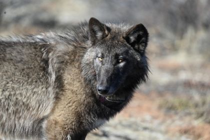 California Farm Bureau to Administer $1.1 Million Wolf Compensation Program