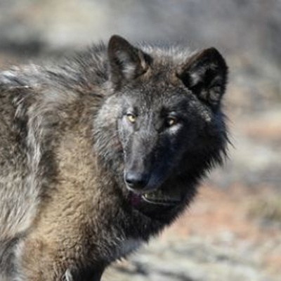 California Farm Bureau to Administer $1.1 Million Wolf Compensation Program
