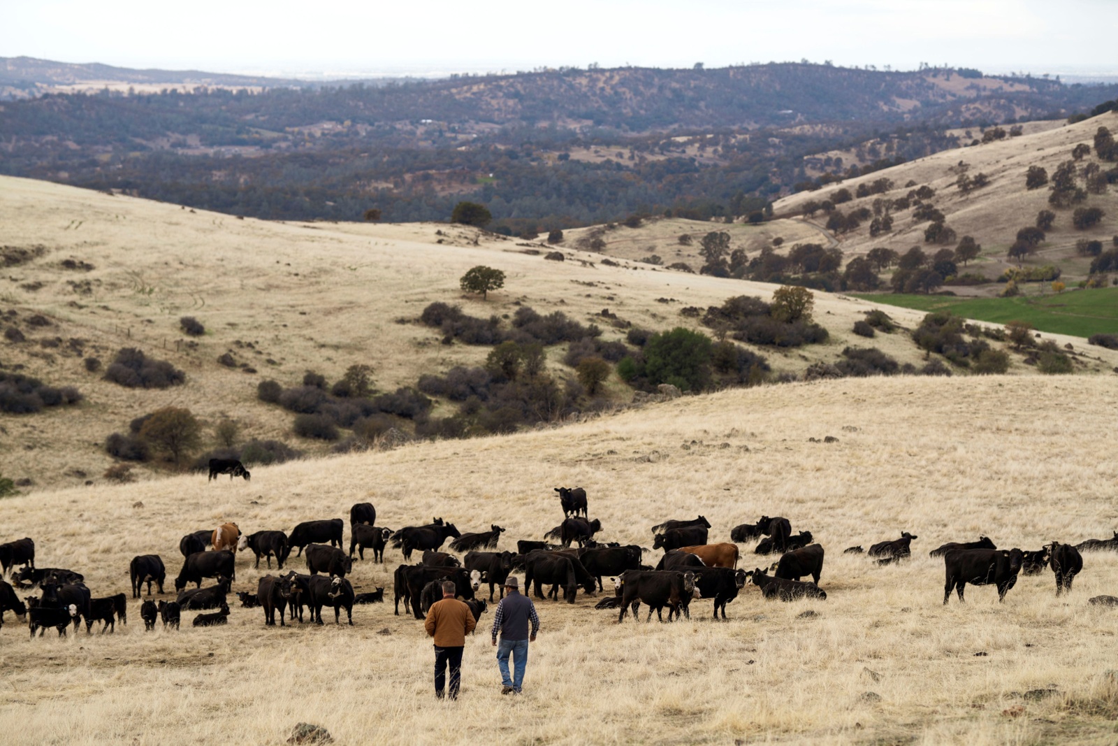 USDA Announces $1 Billion for Emergency Livestock Relief Program