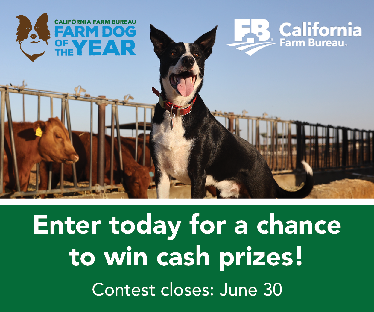 Farm Dog Contest