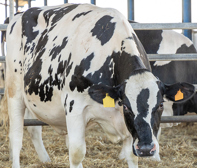 CDFA Lifts Statewide Ban on California Poultry and Dairy Cattle Exhibitions at Fairs and Shows