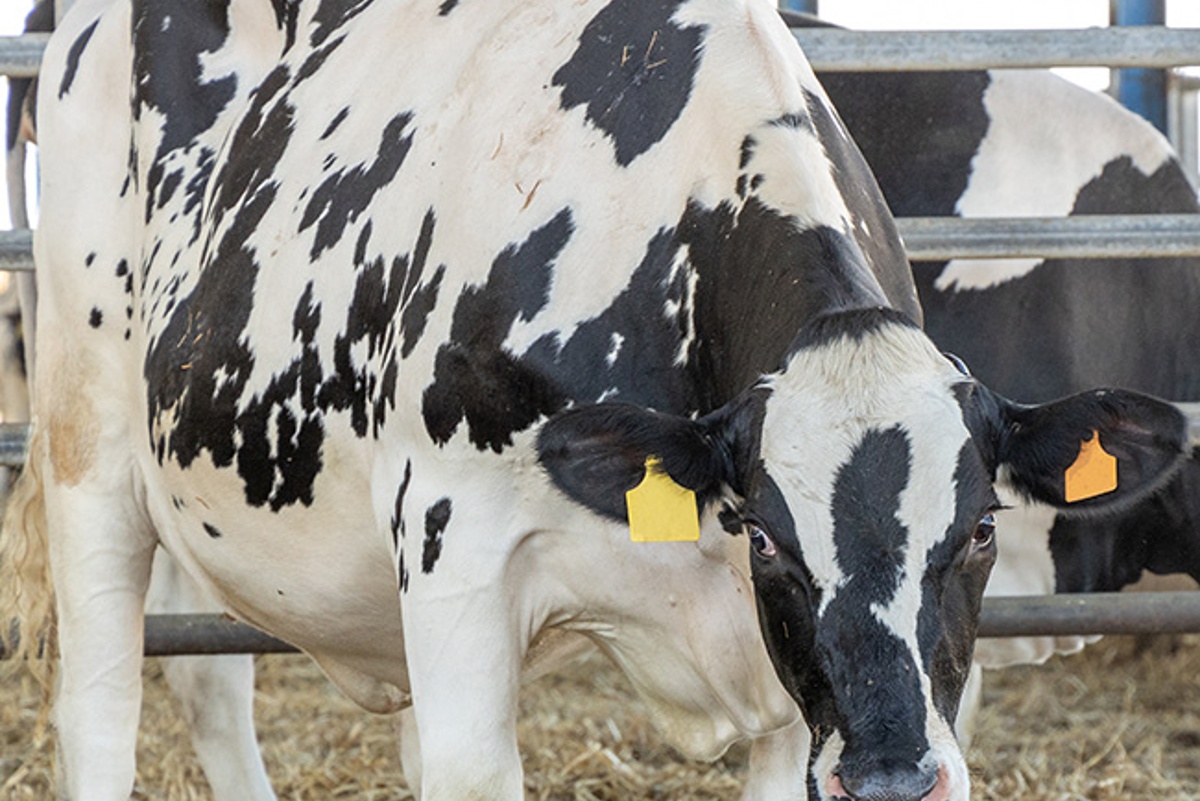 CDFA Lifts Statewide Ban on California Poultry and Dairy Cattle Exhibitions at Fairs and Shows