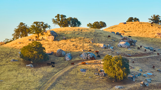 BLM Proposes New Rule Overhauling Grazing Program