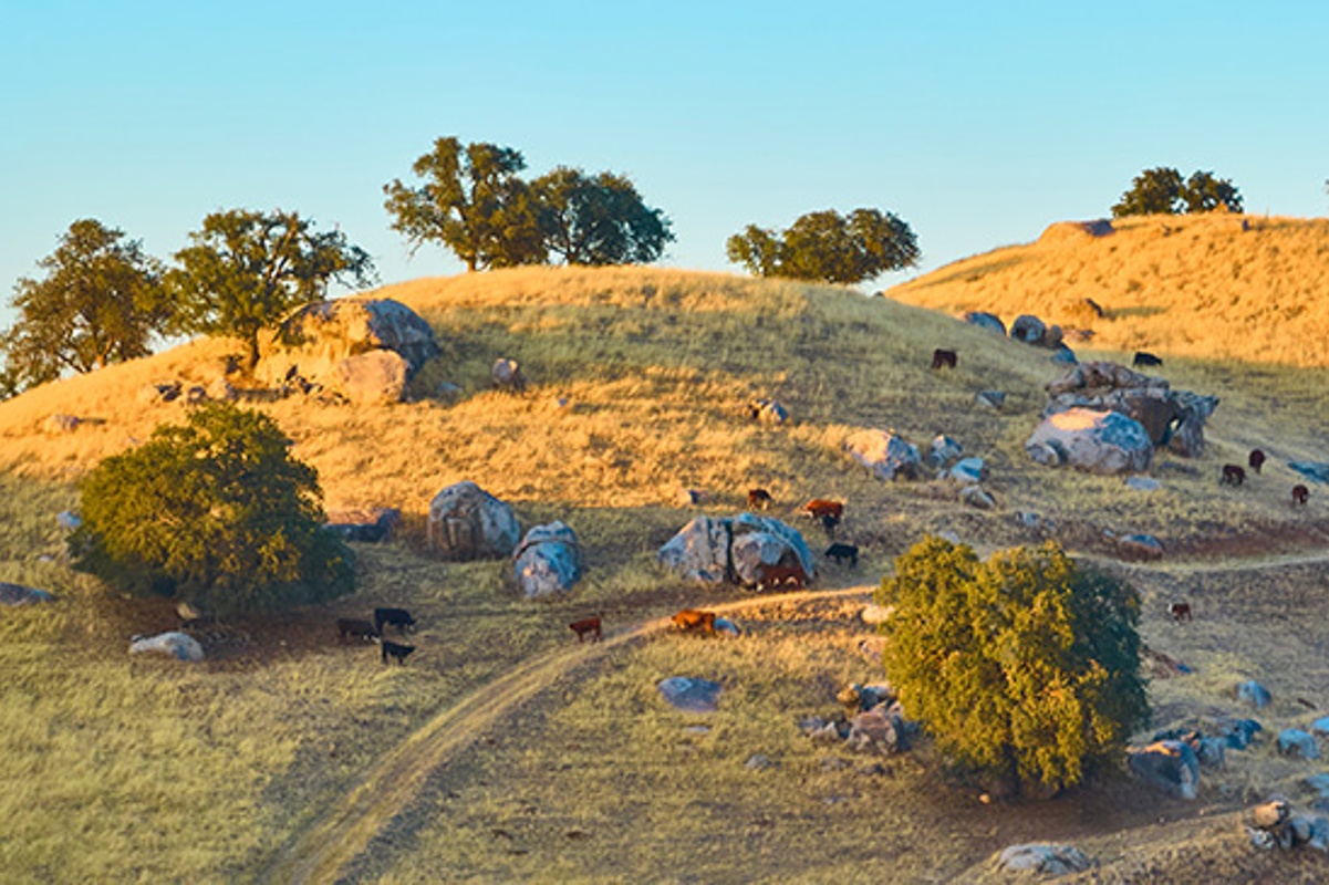 BLM Proposes New Rule Overhauling Grazing Program