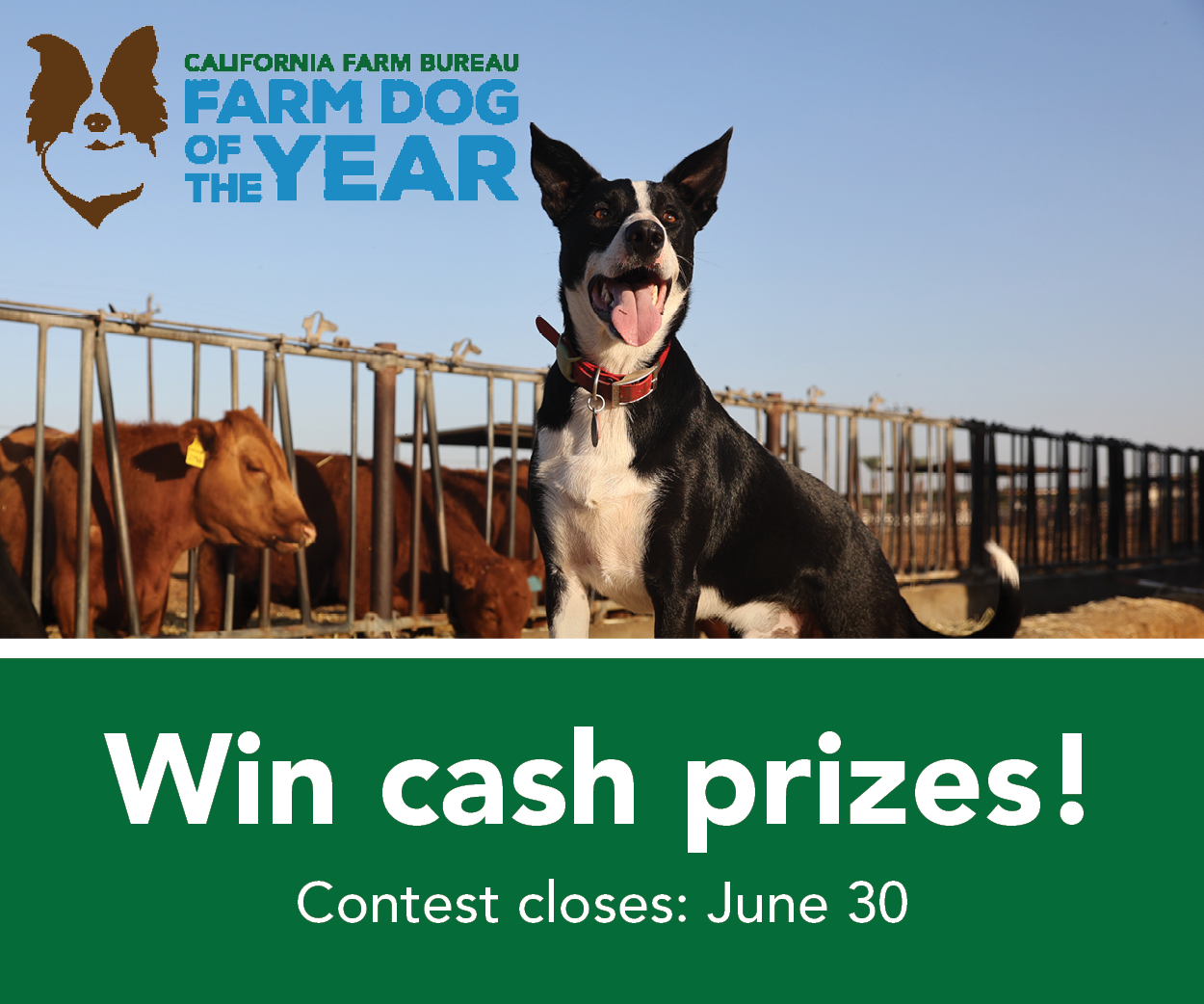 Enter the Farm Dog Contest
