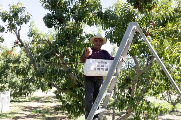 U.S. Department of Labor Suspends Farmworker Protection Rule