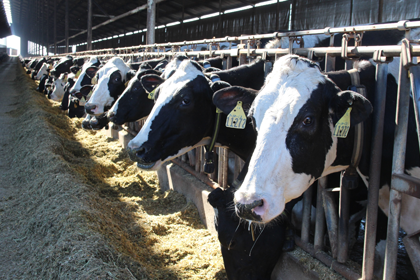 $34 Million Available for Dairy Plus Projects