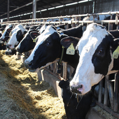 $34 Million Available for Dairy Plus Projects