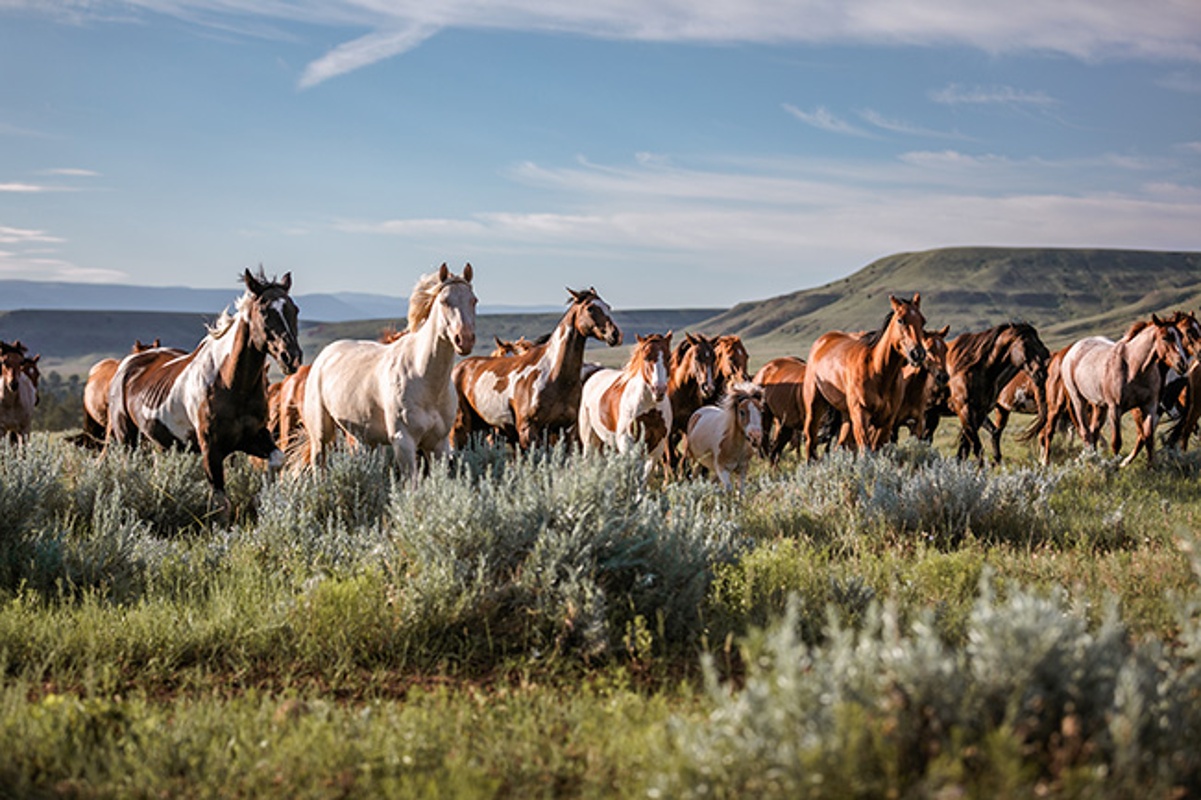 Bureau of Land Management Launches Wild Horse and Burro Placement Blitz