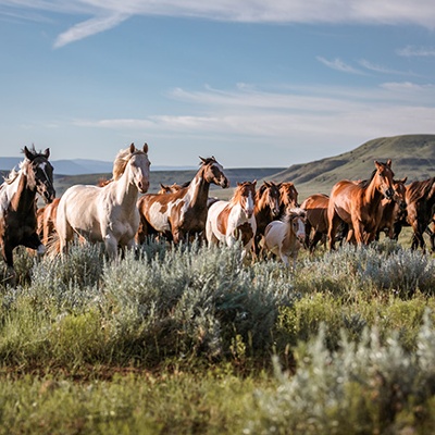 Bureau of Land Management Launches Wild Horse and Burro Placement Blitz