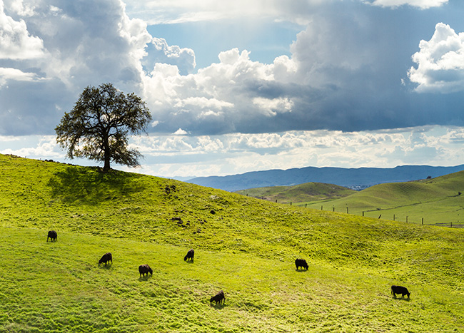 Federal Lands Grazing Permittee Roundtable – One More Opportunity!