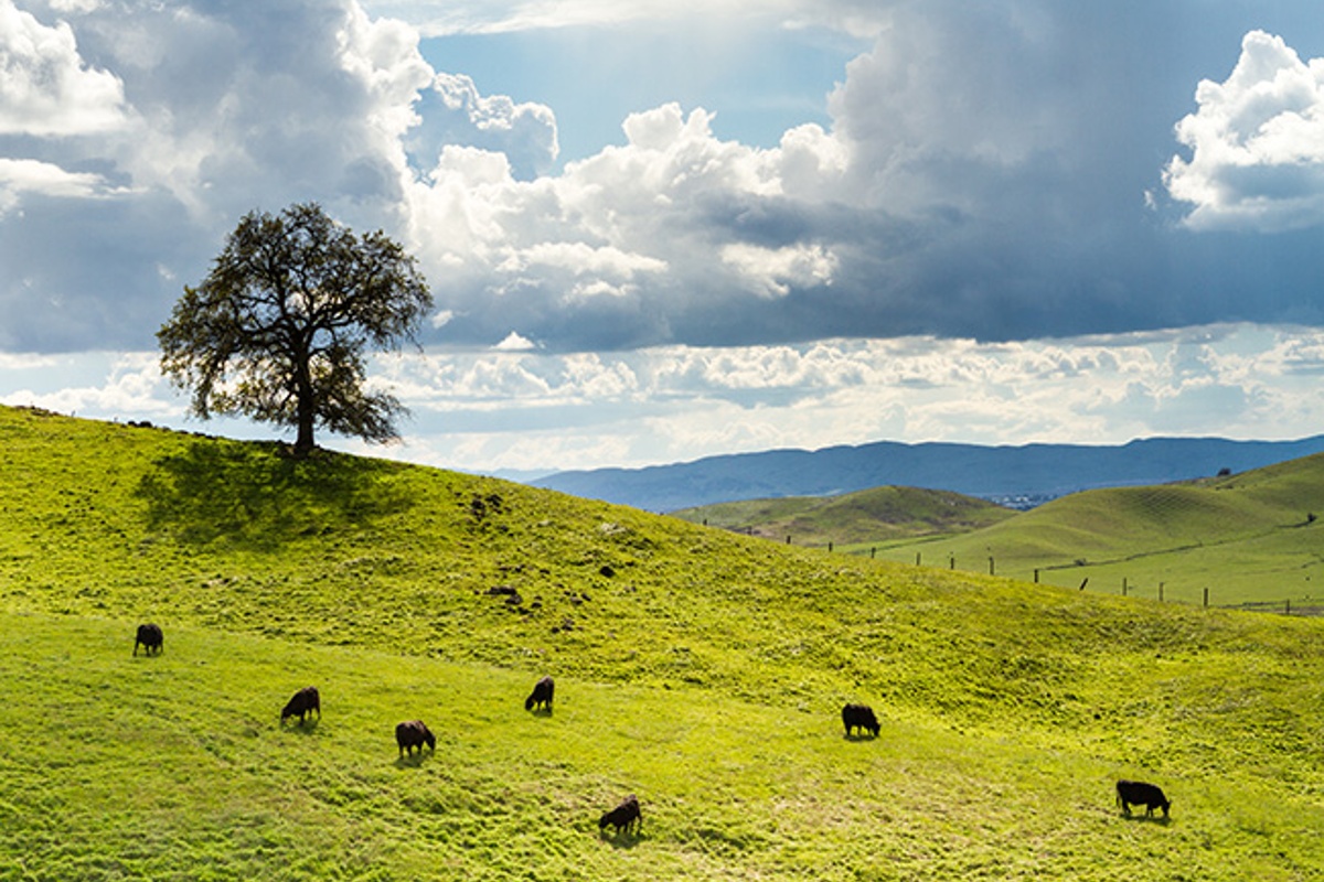Federal Lands Grazing Permittee Roundtable – One More Opportunity!