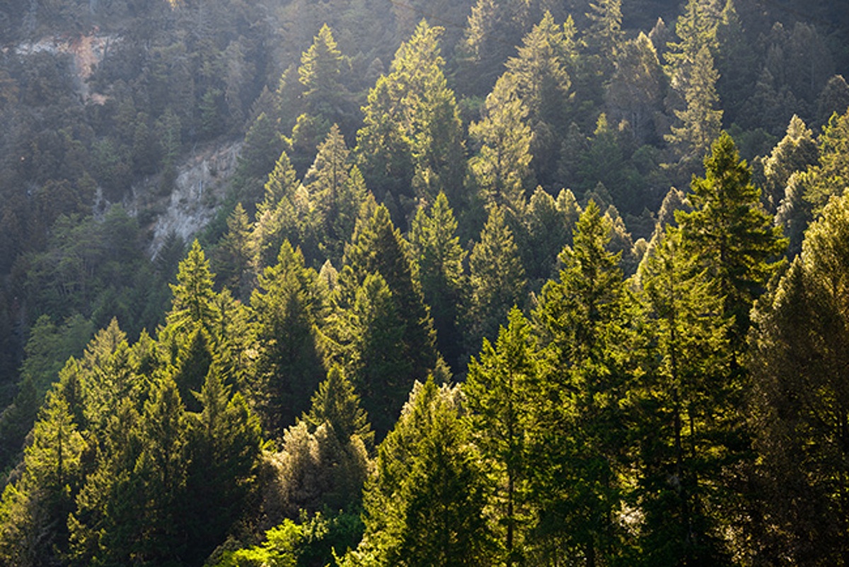 State Demonstration Forests Bill Moves