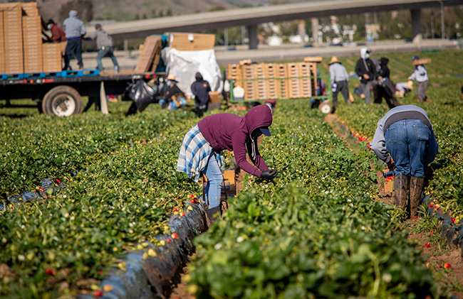 Statewide Agricultural Employee Minimum Wage