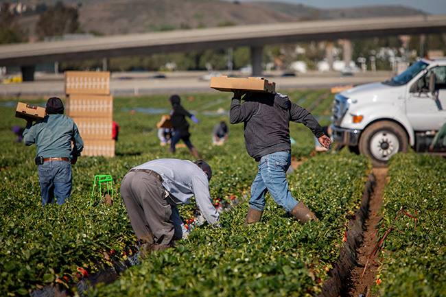 California Farm Bureau Sends Letter to Lawmakers in Support of Ag Workforce Reforms