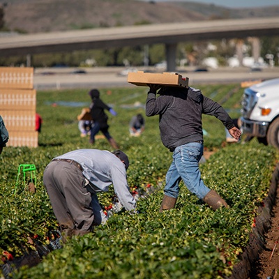 California Farm Bureau Sends Letter to Lawmakers in Support of Ag Workforce Reforms