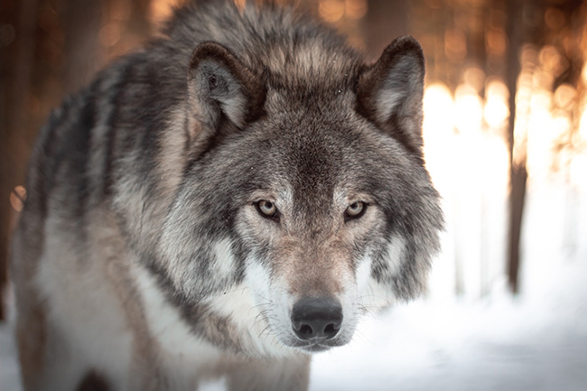 State Wolf-Livestock Compensation Workshop Update