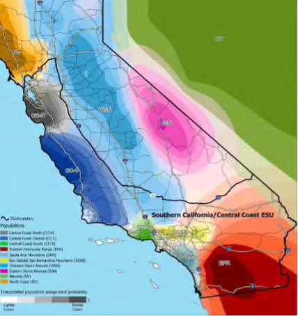 Fish and Game Commission Lists Mountain Lions in Southern and Central Coast as Threatened