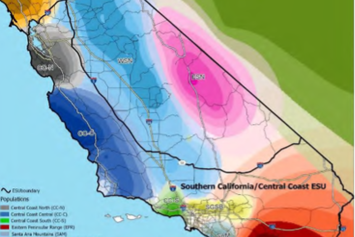 Fish and Game Commission Lists Mountain Lions in Southern and Central Coast as Threatened