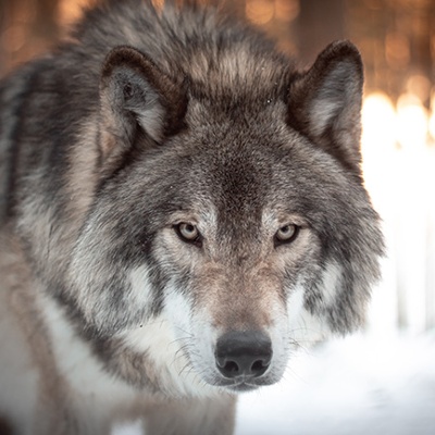 California Department of Fish and Wildlife Issues 2025 Gray Wolf Annual Report