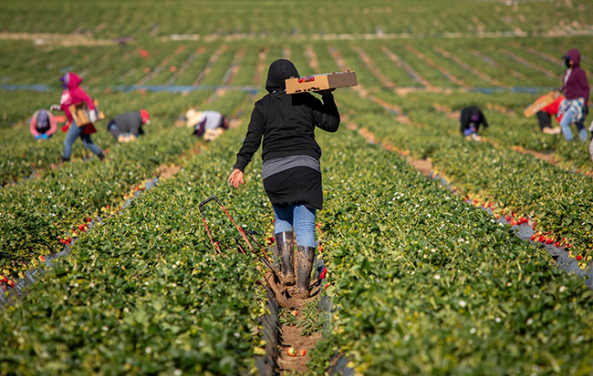 H-2A Worker Minimum Wage Bill Passes