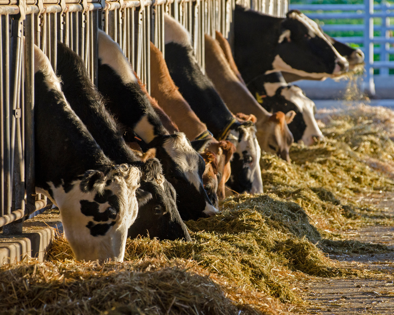 Livestock Imports Shut Down Over New World Screwworm Detection