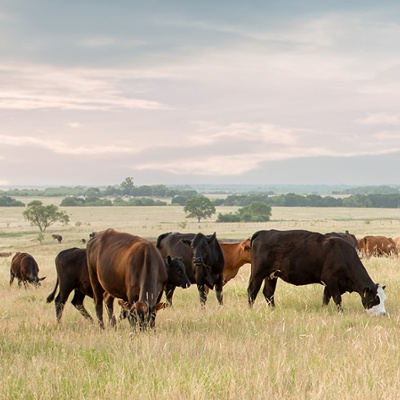 Administration Announces New Grazing MOU to Boost Grazing on Federal Lands