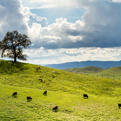 CAFB Submits Comments on Bureau of Land Management's Proposed Grazing Regulation