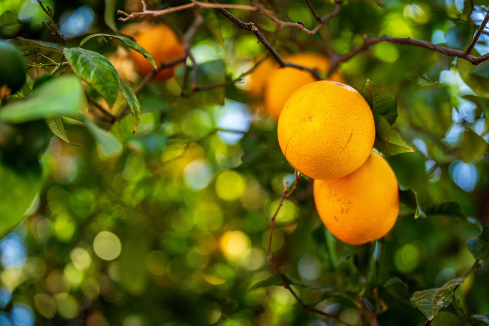 FDA Proposes to Reduce Mandated Sugar Levels in Orange Juice