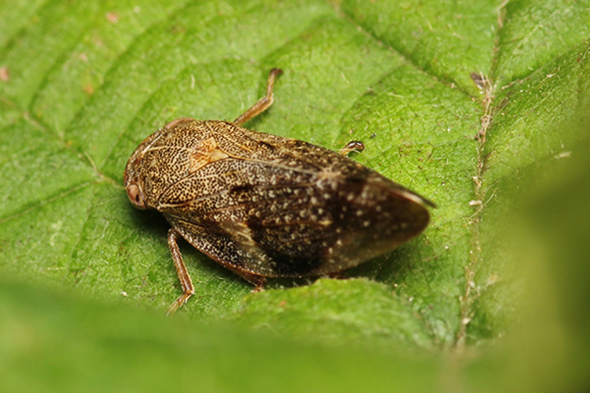 Napa County Urges Residents to Check Grapevines Sold at Napa Costco Following Detection of Glassy-winged Sharpshooter