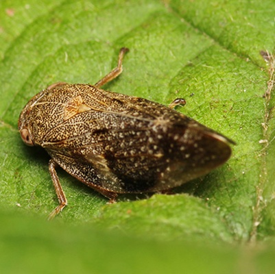 Napa County Urges Residents to Check Grapevines Sold at Napa Costco Following Detection of Glassy-winged Sharpshooter